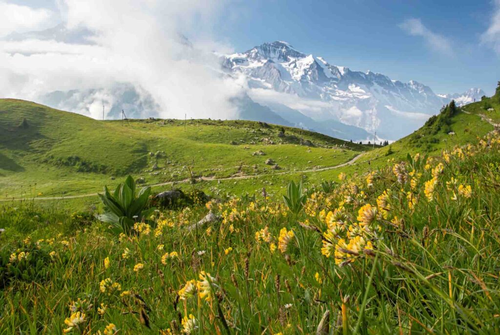 Schynige Platte garden in Switzerland