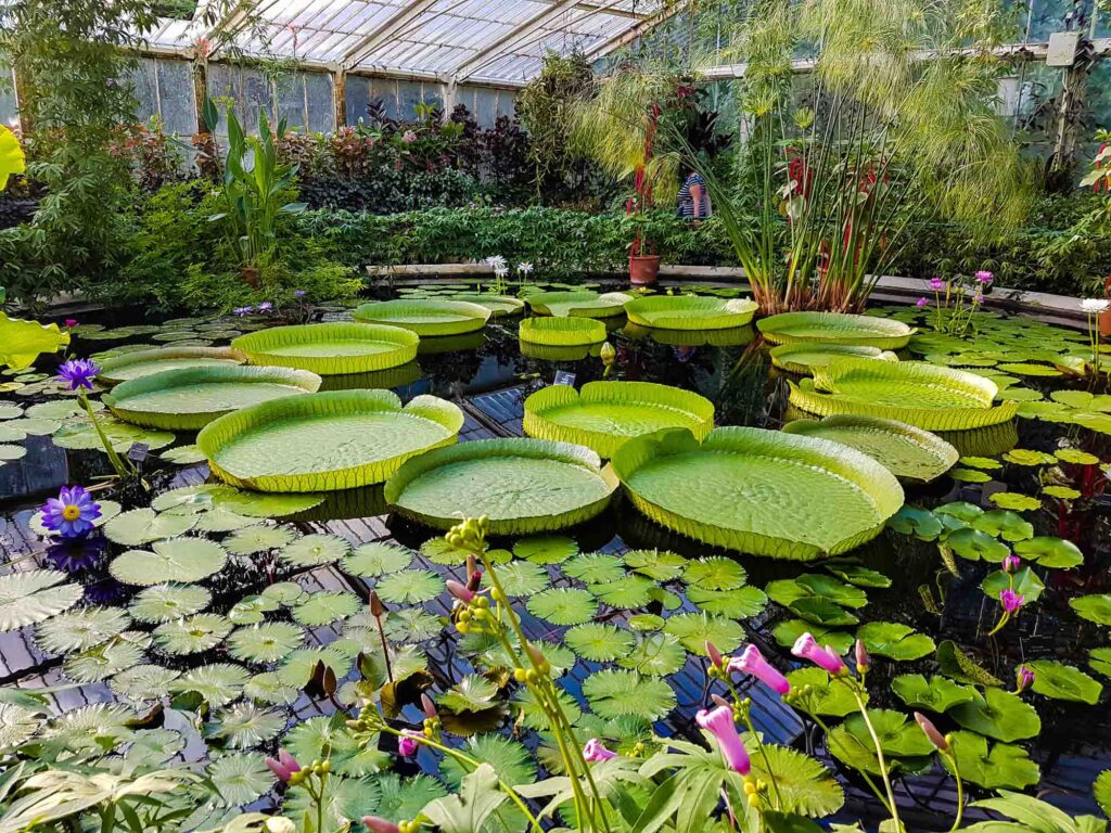 Lotus in Kew Garden, England