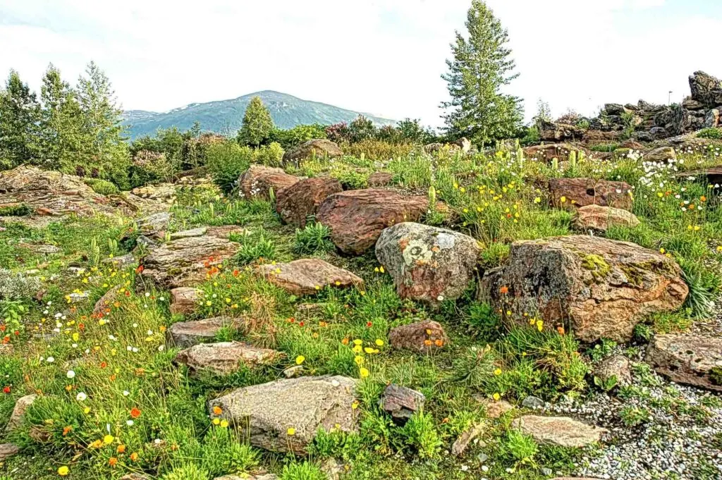 Flowers and plants in Tromso Arctic-Alpine Botanic Garden, Norway