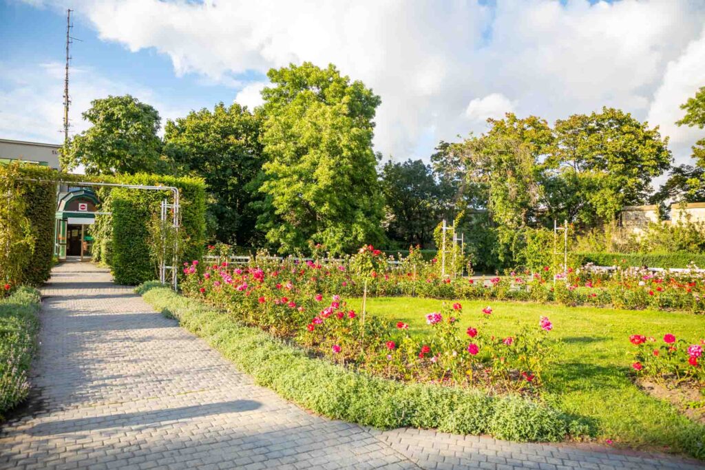 The rose garden on Petrin Hill in Prague, Czech Republic, is one of the most beautiful gardens in Europe