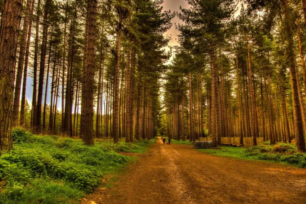 Path in the Sherwood forest, England