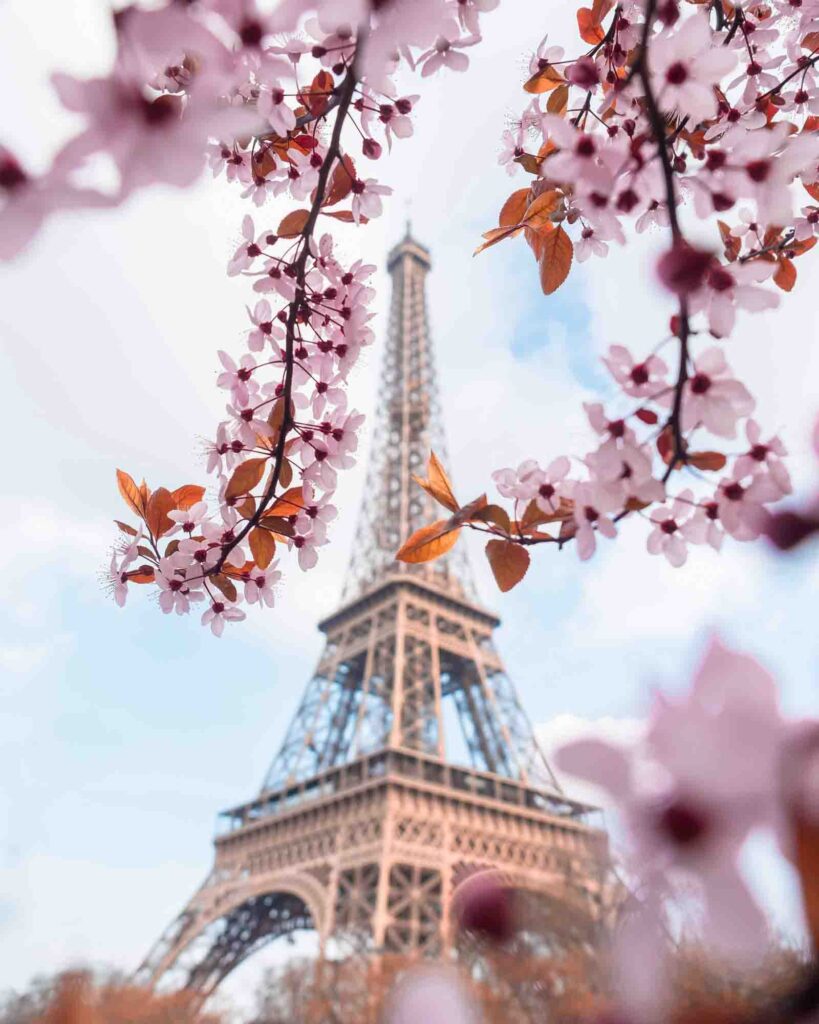 Eiffel Tower and flowers in the foreground in Paris, France