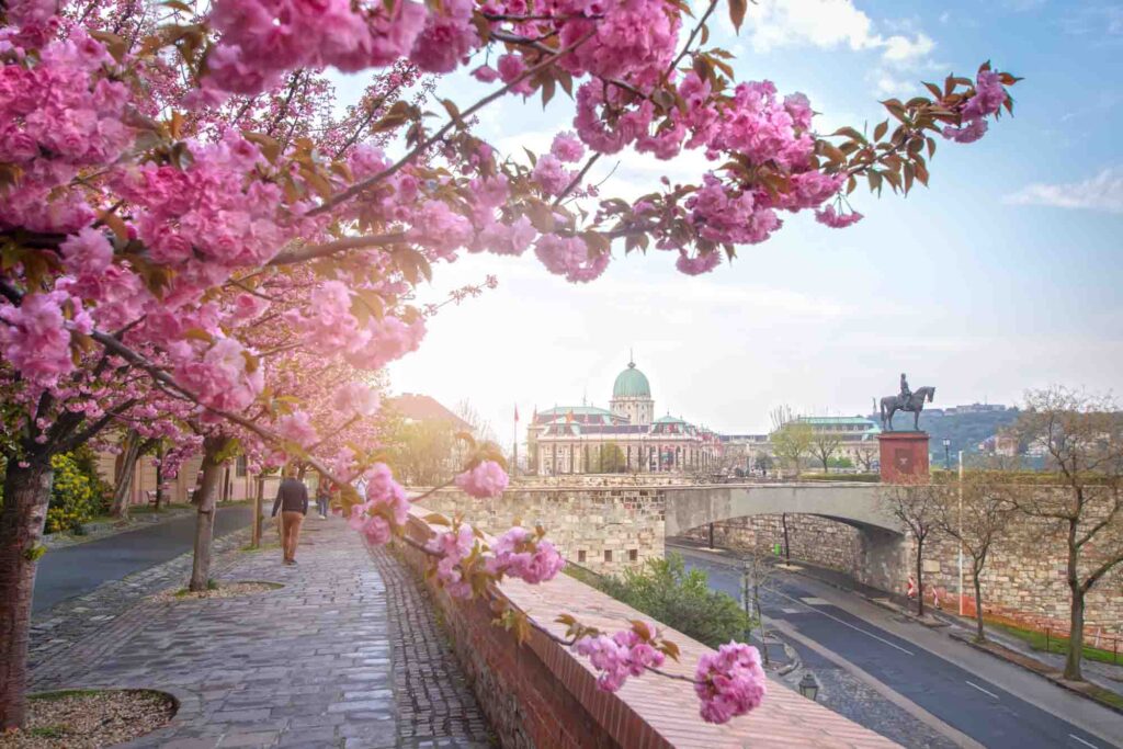 spring cityscape with Buda Castle and Cherry Blossom in the foreground in Budapest, Hungary