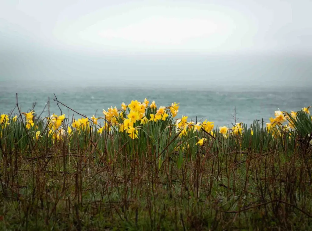 Yellow Shoreline Daffodils on Nantucket Island, Massachusetts